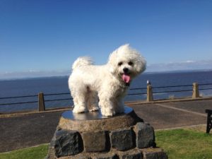 Lucy the Bichon Frise standing on a monument in front of the Solway Firth water in Silloth.