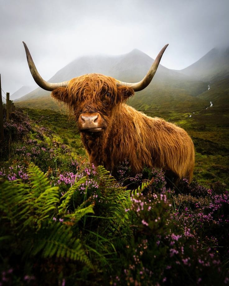 Highland cow among the heather in the Scottish mountains