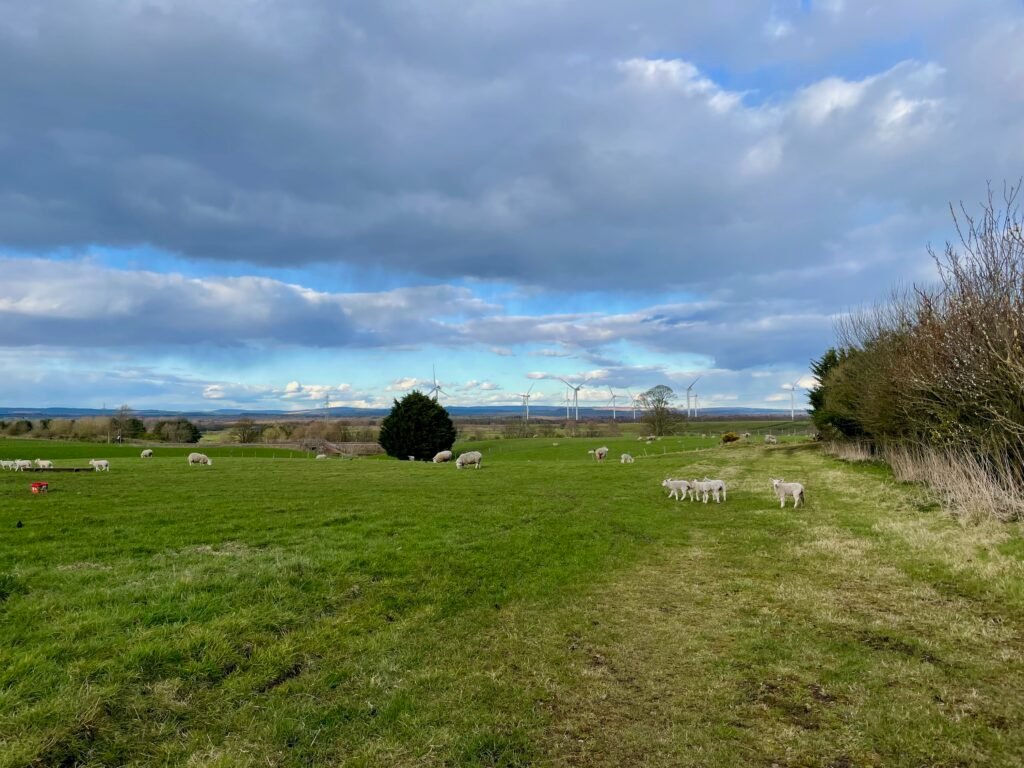 The 'Chicken Sheep' field in Gretna Green with sheep