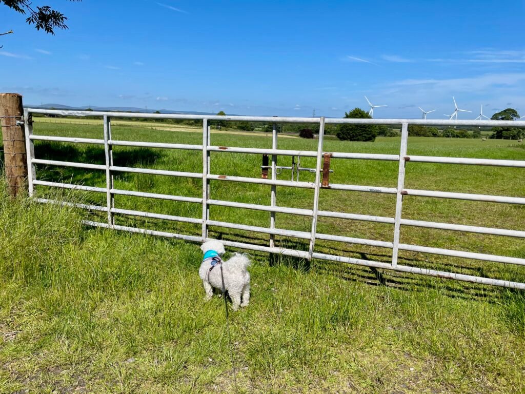 The 'Chicken Sheep' field in Gretna Green with Lucy