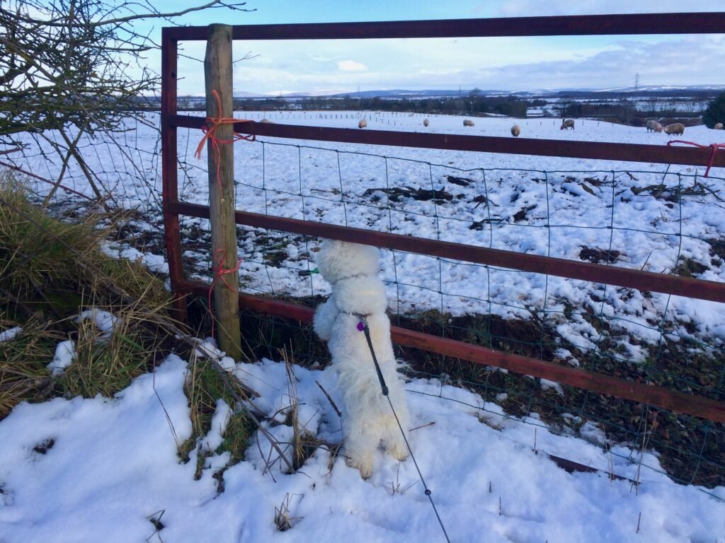 The 'Chicken Sheep' field in Gretna Green with Lucy in the snow