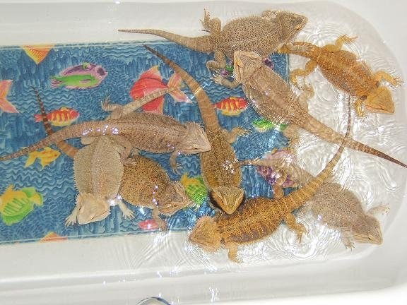 The whole gang of 9 Bearded Dragons in a bath tub.