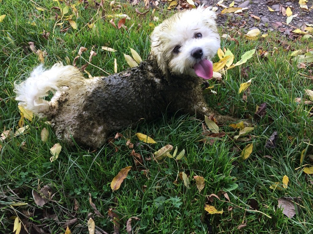Bichon Frise covered in a cow pat